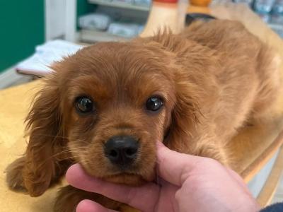 Ruby Red male Cavalier King Charles Spaniel puppy in Longford