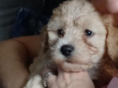 Cavapoochon puppies in Offaly