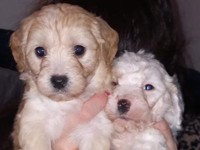 Cavapoochon puppies in Offaly
