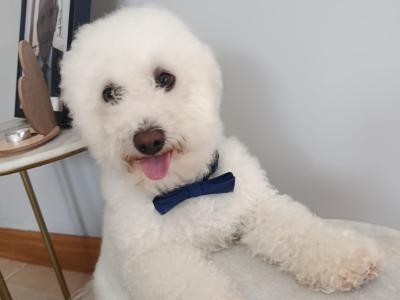 Cavapoochon puppies in Offaly