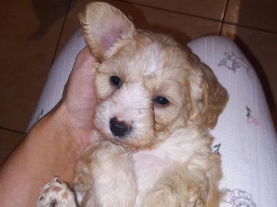 Cavapoochon puppies in Offaly