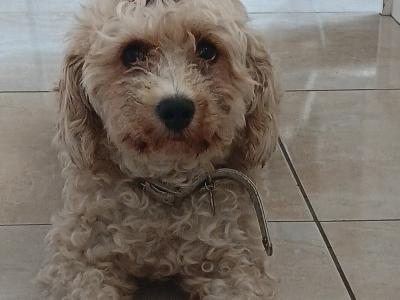 Cavapoochon puppies in Offaly