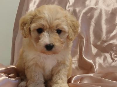 Cavapoochon puppies in Offaly