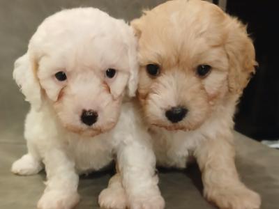 Cavapoochon puppies in Offaly