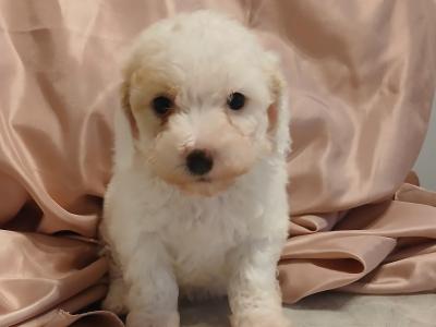 Cavapoochon puppies in Offaly