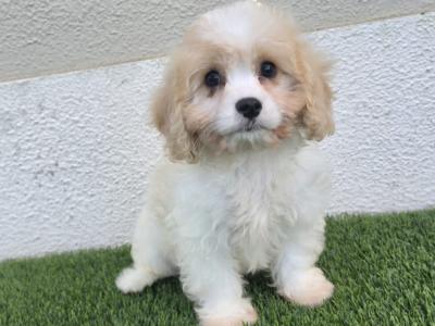 Cavachon puppies in Limerick