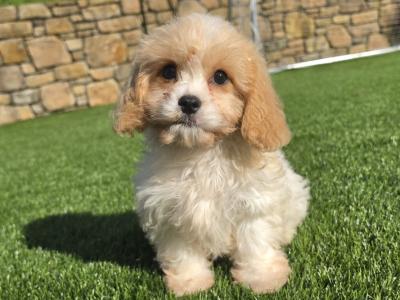 Cavachon puppies in Limerick