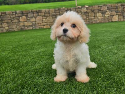 Cavachon puppies in Limerick