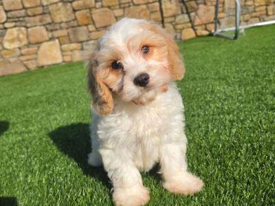 Cavachon puppies in Limerick