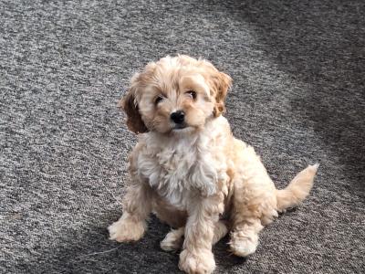 Cavapoo puppies in Cavan
