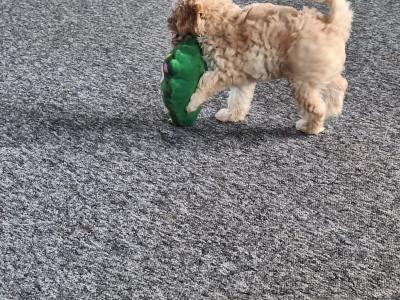 Cavapoo puppies in Cavan