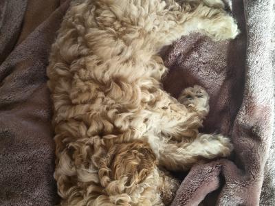 Cavapoo puppies in Cavan