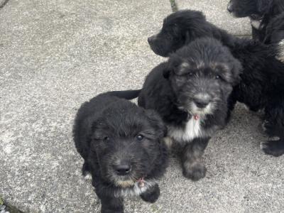 Old English Sheepdog x Golden Retriever puppies in Tipperary
