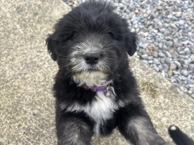 Old English Sheepdog x Golden Retriever puppies in Tipperary