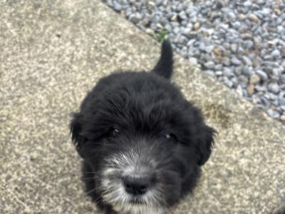 Old English Sheepdog x Golden Retriever puppies in Tipperary