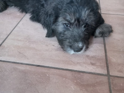 Old English Sheepdog x Golden Retriever puppies in Tipperary