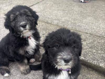 Old English Sheepdog x Golden Retriever puppies in Tipperary