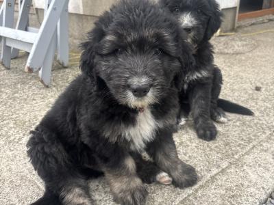 Old English Sheepdog x Golden Retriever puppies in Tipperary
