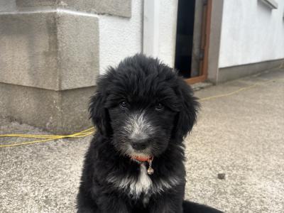 Old English Sheepdog x Golden Retriever puppies in Tipperary