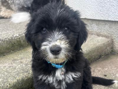 Old English Sheepdog x Golden Retriever pups in Tipperary