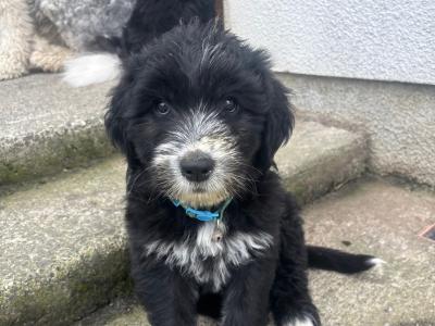 Old English Sheepdog x Golden Retriever puppies in Tipperary
