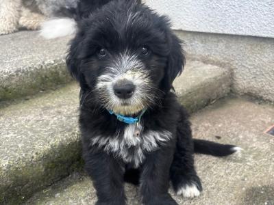 Old English Sheepdog x Golden Retriever puppies in Tipperary