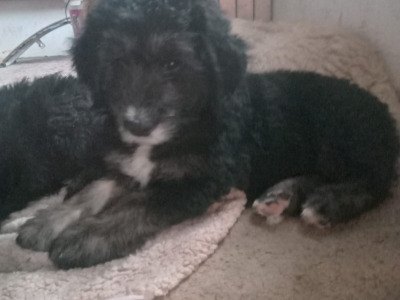 Old English Sheepdog x Golden Retriever puppies in Tipperary