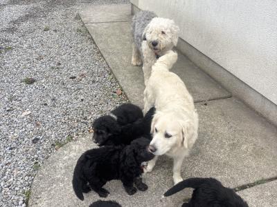 Old English Sheepdog x Golden Retriever puppies in Tipperary