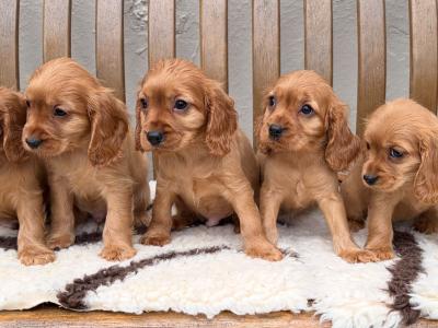 Cockalier (Cavalier King Charles Spaniel x Cocker Spaniel) puppies in Laois