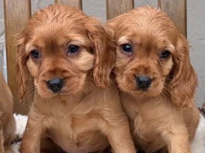 Cockalier (Cavalier King Charles Spaniel x Cocker Spaniel) puppies in Laois