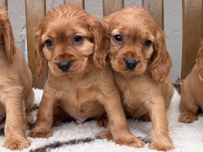 Cockalier (Cavalier King Charles Spaniel x Cocker Spaniel) puppies in Laois