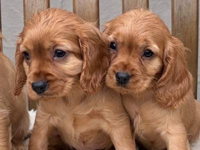 Cockalier (Cavalier King Charles Spaniel x Cocker Spaniel) puppies in Laois