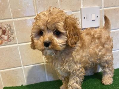 Cavapoo puppies in Cavan
