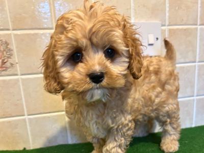 Cavapoo puppies in Cavan