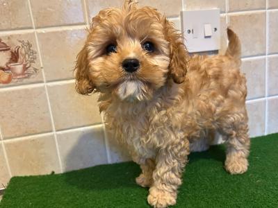 Cavapoo puppies in Cavan