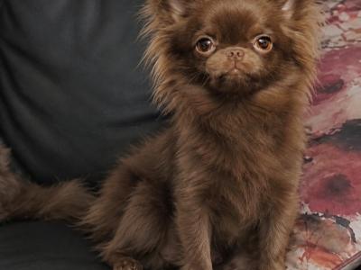 Purebred Chihuahua puppies in Dublin