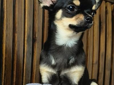 Purebred Chihuahua puppies in Dublin