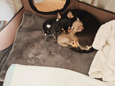 Purebred Chihuahua puppies in Dublin