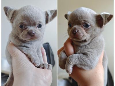 Purebred Chihuahua puppies in Dublin