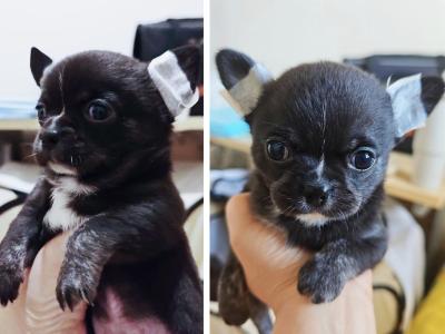 Purebred Chihuahua puppies in Dublin