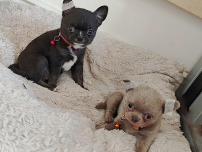 Purebred Chihuahua puppies in Dublin