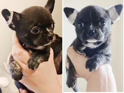 Purebred Chihuahua puppies in Dublin