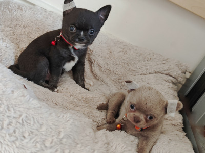 Purebred Chihuahua puppies in Dublin