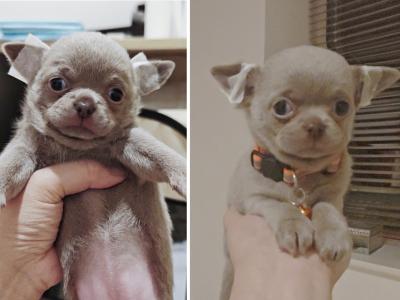 Purebred Chihuahua puppies in Dublin