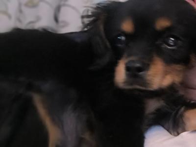 Affectionate & Quiet Cavalier King Charles puppies in Mayo. Female Sold