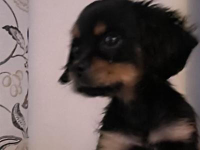 Affectionate & Quiet Cavalier King Charles puppies in Mayo. Female Sold