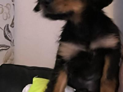 Affectionate & Quiet Cavalier King Charles puppies in Mayo. Female Sold