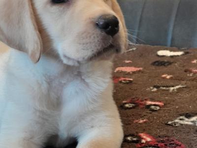 IKC Registered male Labrador puppy left for sale in Clare