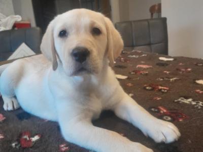 IKC Registered male Labrador puppy left for sale in Clare