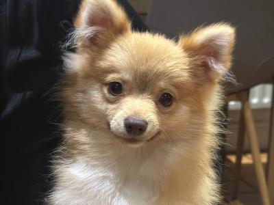 Male Fawn Pomeranian puppy in Cork